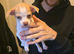 Teacup chihuahua