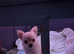 Pure long haired chihuahua