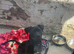Cane corso x presa canario