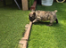 French buldog puppys