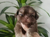 Special quality kc dobie Imperial shih tzu's