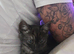 X2 beautiful doll face persian kittens