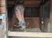 15hh 5yo gelding