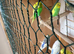 Lovely budgies make and female