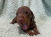 Miniature dachshund puppies