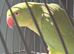 Indian ringneck