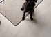 1 year old miniature schnauzer for sale
