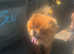 Solid red chow for stud