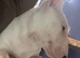 KC Registered 2 x Left ready for their forever homes