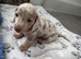 KC registered MINATURE dachshunds