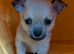 Gorgeous chihuahua male