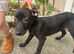 bull x lurcher pups