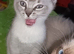 Last boy reduced Ragdoll cross siamese kitten