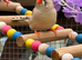 Zebra finches for sale