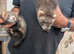 Ferrets for sale