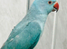 Baby blue Ringneck talking Parrot