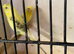 Budgies Proven pair with 1 youngin