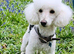 Extensively Health Tested kc toy poodle puppies