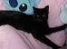 Nurtured male year old cat