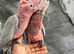 Baby Handreared Super Tame Cuddly Galah Cockatoo Parrot,25