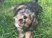 Yorkshire Terrier Pups for Sale in Kettering