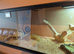 Hognose snake with vivarium