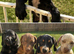 Beautiful 5-Month-Old Puppies Looking for Their Forever Homes