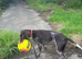 Stunning female GSP