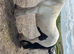 Cob mare