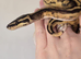FEMALE BLACK PASTEL PIED BALL PYTHON CB25 ready for forever home