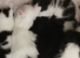 8 week old kittens