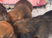 Long & Short Haired Sable over Cream Dachshund puppies