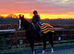 15.3H TB Mare ex Racer excellent manners 17 years