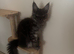 Maine Coon kittens
