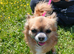 Chihuahua brothers for sale