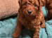 F1bb cockerpoo puppies