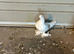 Best types of pigeons