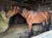 Registered Welsh filly to make 15hh