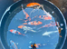 Japanese koi
