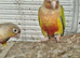 Breading pair of conour