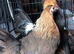 Gold Dutch Bantams