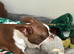 Red and white Boston terriers