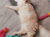 2 Maincoon Cat