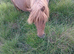 For sale miki Shetland