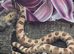 2026 hognose babies ready to go &pound;100ea