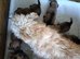 Outstanding Glen of Imaal terrier puppies!!