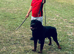 2-Year-Old Rottweiler Boy