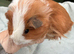 Guinea Pigs - pair of baby brothers
