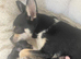 Chihuahua puppies