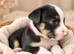 BULLDOG X BORDER COLLIE PUPPIES